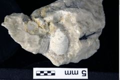 Foto (Detailansicht) von Discutiolira moesica (Muţiu & Bădăluţă, 1971) (NHMW-GEO-1990-0041-0325)